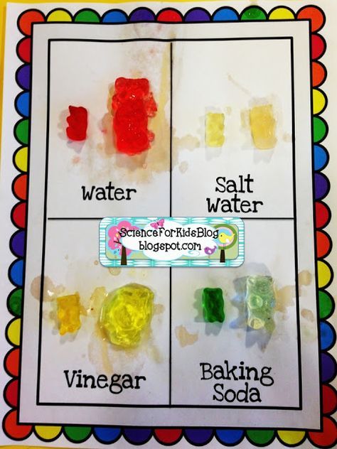 Featured image of post 2Nd Grade Science Projects At Home
