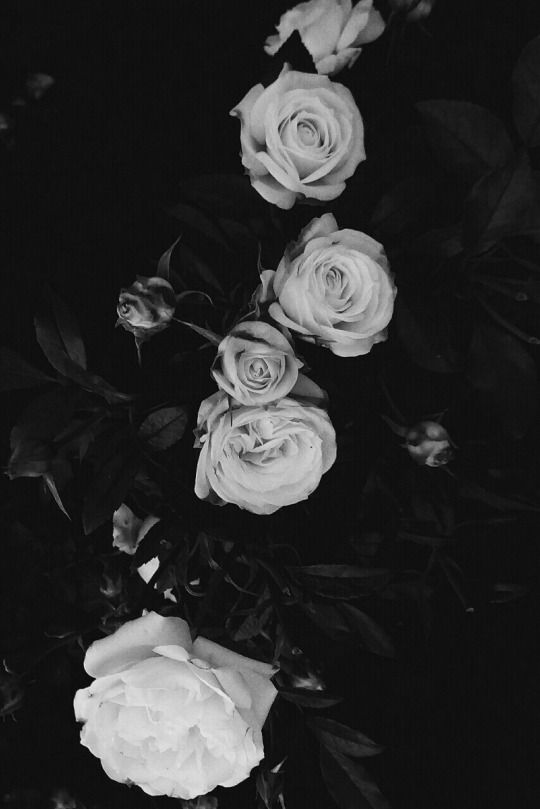 Featured image of post Aesthetic Wallpapers Black And White Rose