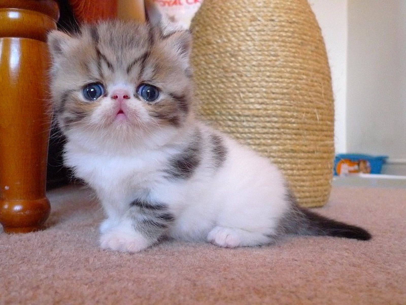 Featured image of post Baby Exotic Shorthair Kittens