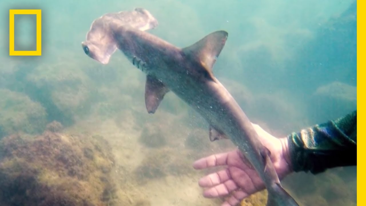Featured image of post Baby Pictures Of Hammerhead Sharks