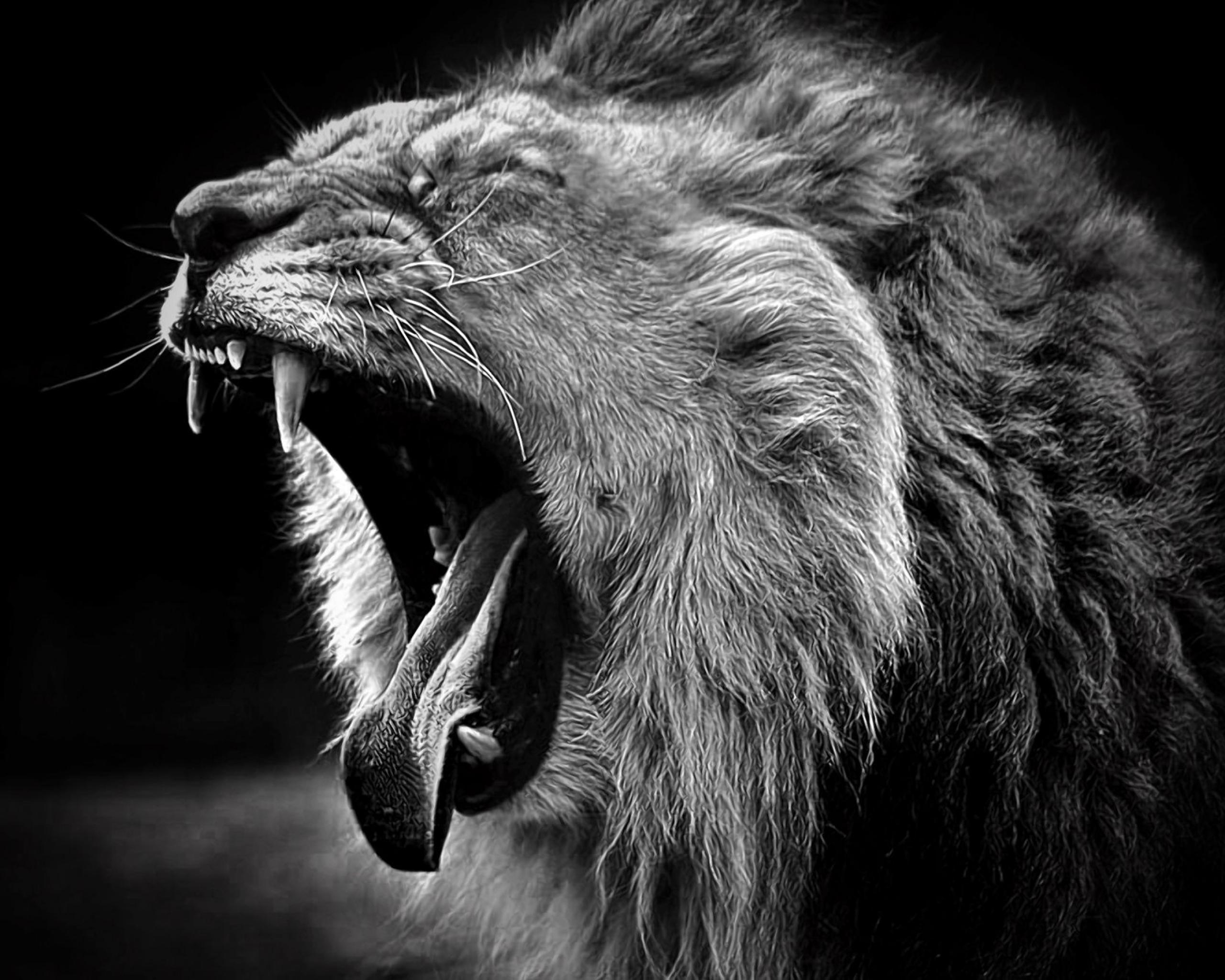 Featured image of post Black And White Animal Desktop Wallpaper