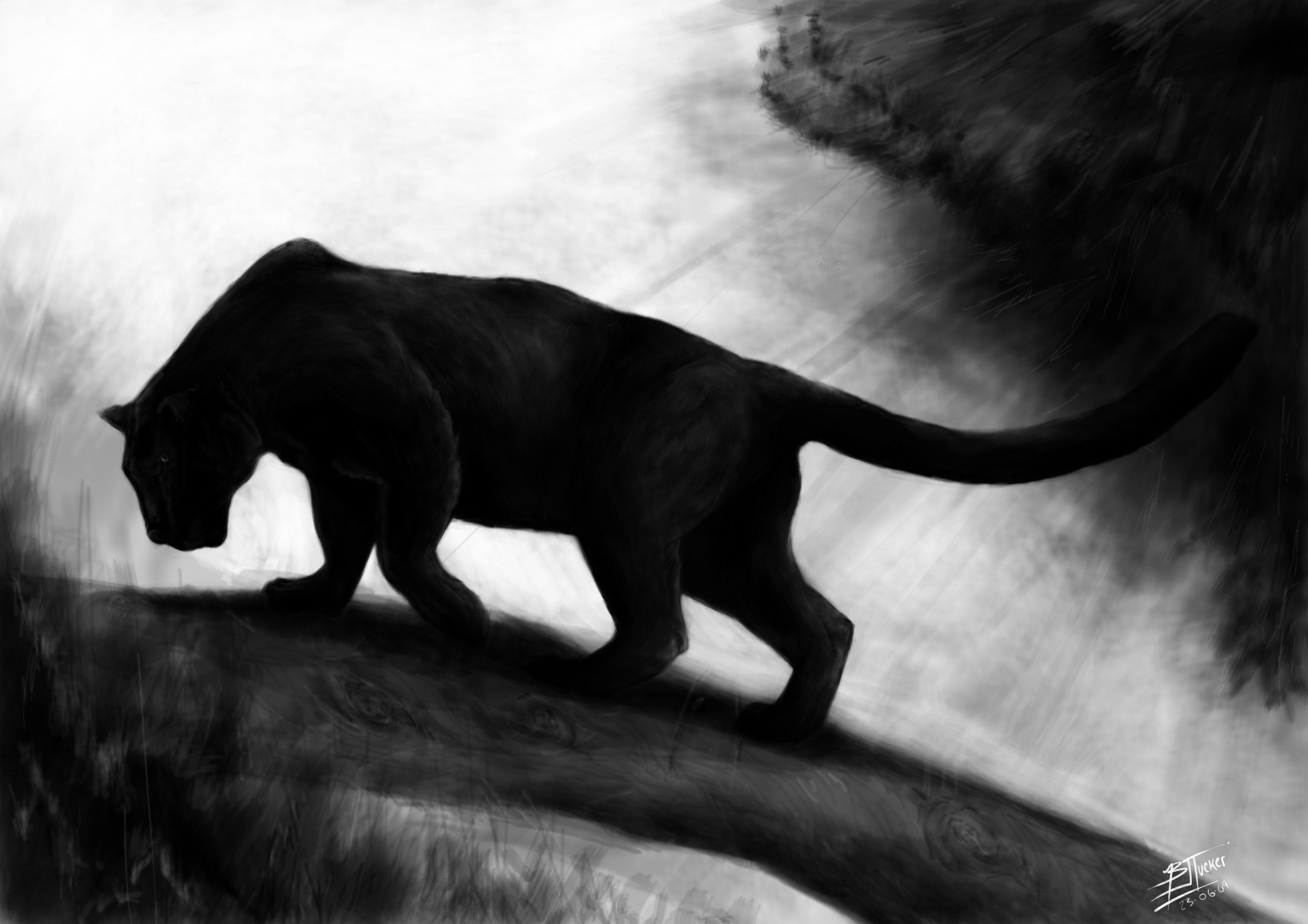 Featured image of post Black Panther Animal Black And White Wallpaper