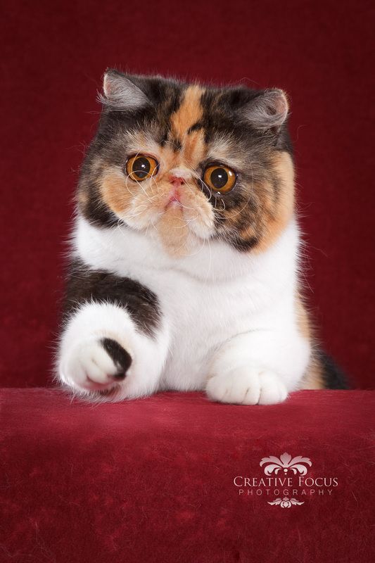 Featured image of post Calico Exotic Shorthair Kittens