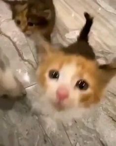 Featured image of post Cat Kiss Gif Discord