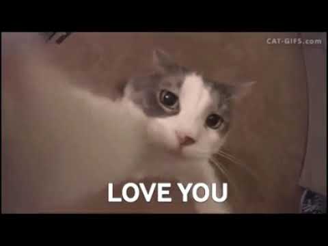 Featured image of post Cat Kiss Gif Meme
