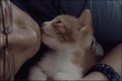 Featured image of post Cat Kiss Gif