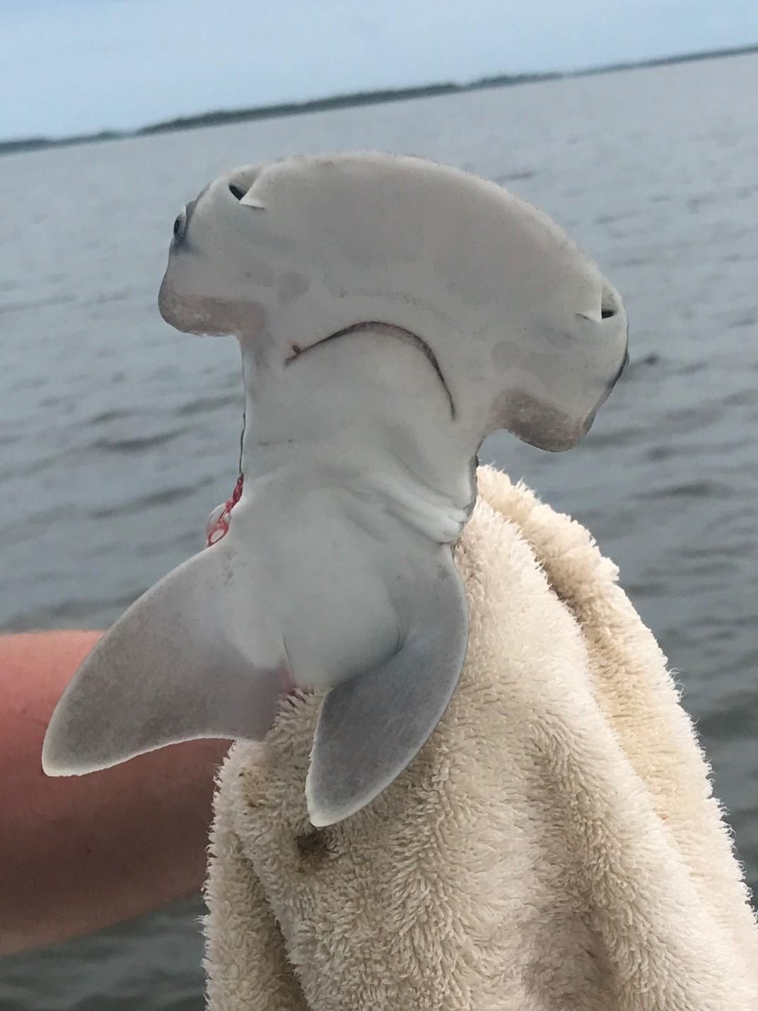 Featured image of post Cute Pictures Of Hammerhead Sharks