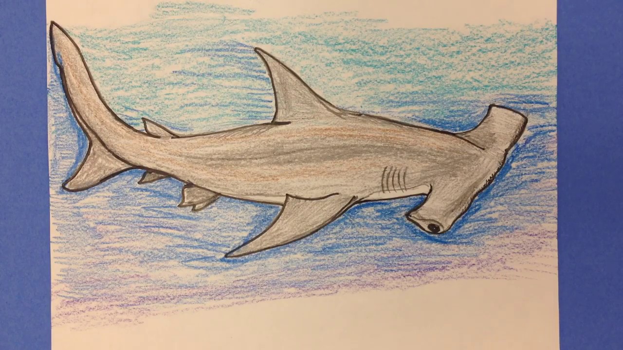 Featured image of post Drawing Pictures Of Hammerhead Sharks