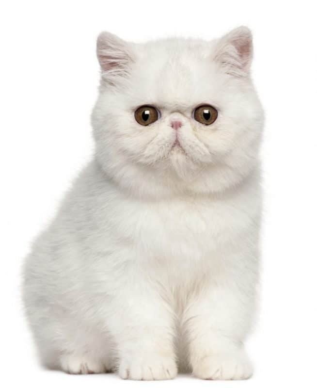 Featured image of post Exotic Shorthair Kittens For Sale 2020
