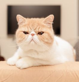 Featured image of post Exotic Shorthair Kittens For Sale Near Me