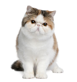 Featured image of post Exotic Shorthair Kittens For Sale Uk
