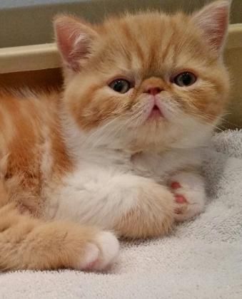 Featured image of post Exotic Shorthair Kittens For Sale