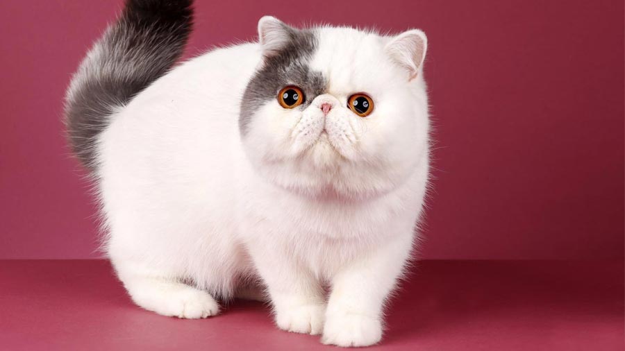 Featured image of post Exotic Shorthair Kittens Price