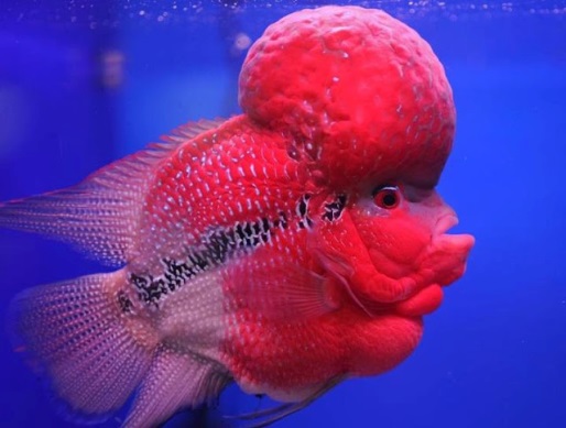Featured image of post Fish With Big Bump On Head Name