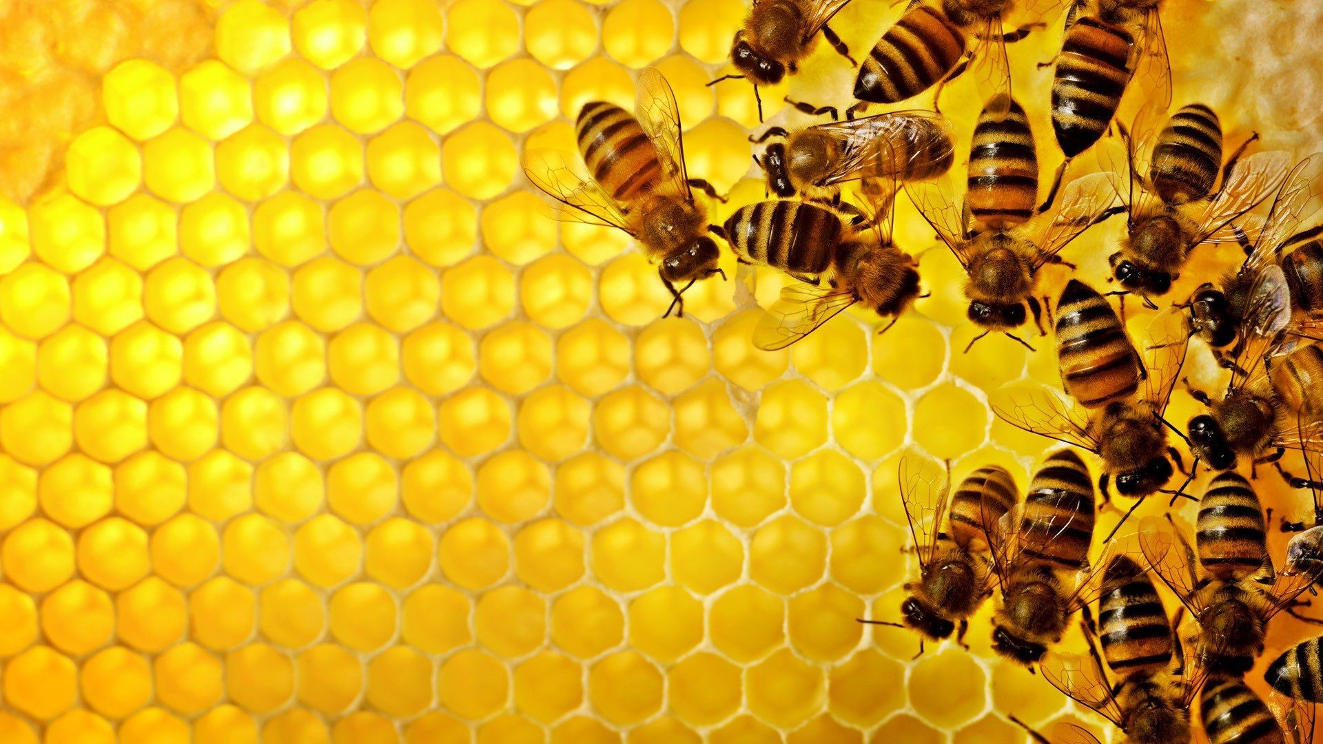Featured image of post High Resolution Honey Bee Background