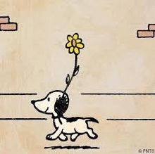 Featured image of post How Old Is Snoopy The Dog