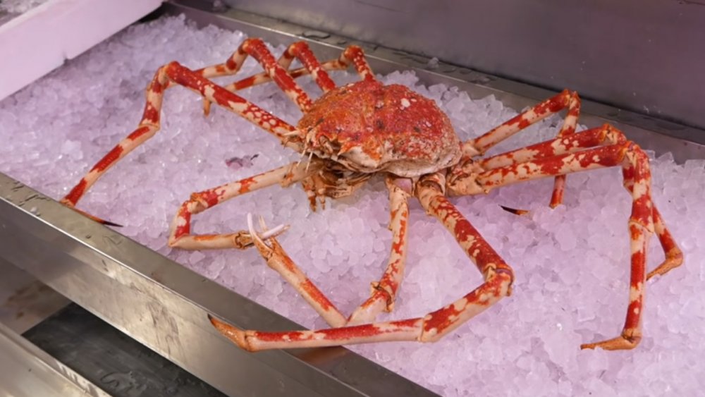 Featured image of post Japanese Spider Crab Legs