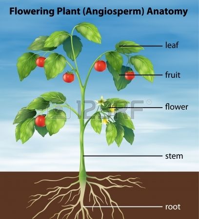 Featured image of post Kindergarten Parts Of A Tomato Plant