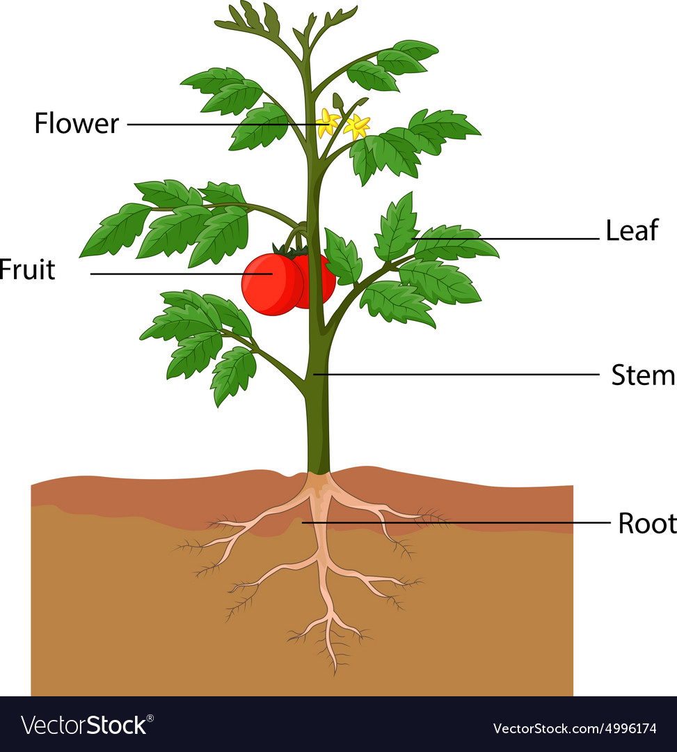 Featured image of post Label Parts Of A Tomato Plant