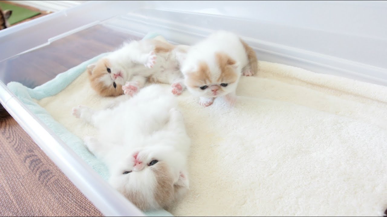 Featured image of post Newborn Exotic Shorthair Kittens