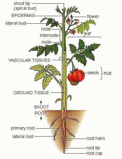 Featured image of post Parts Of A Tomato Plant And Their Functions