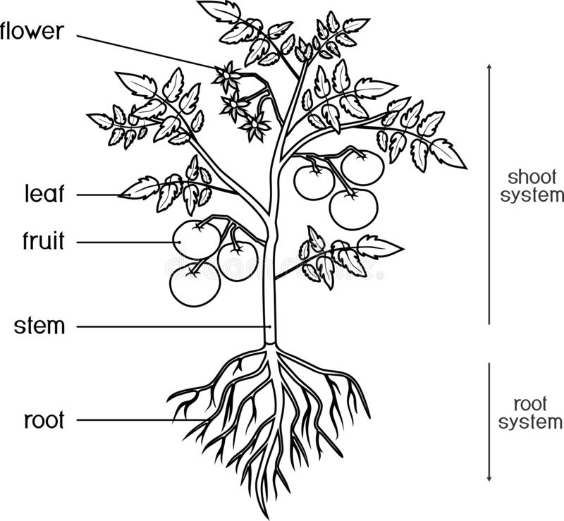 Featured image of post Parts Of A Tomato Plant Black And White