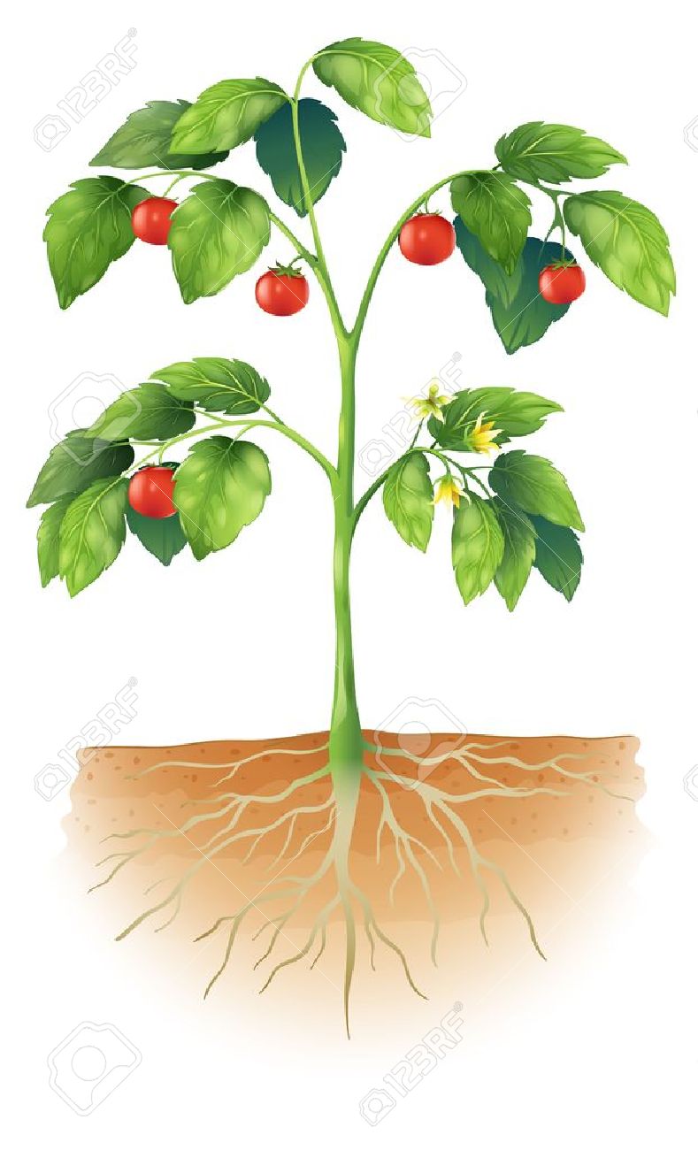 Featured image of post Parts Of A Tomato Plant Clipart