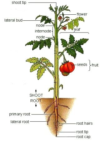 Featured image of post Parts Of A Tomato Plant Diagram