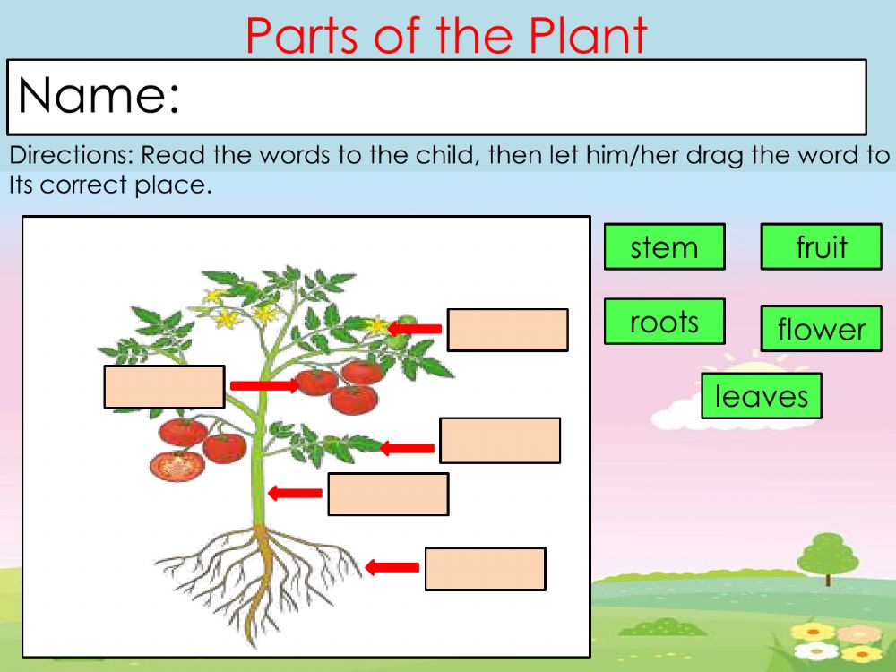 Featured image of post Parts Of A Tomato Plant Worksheet