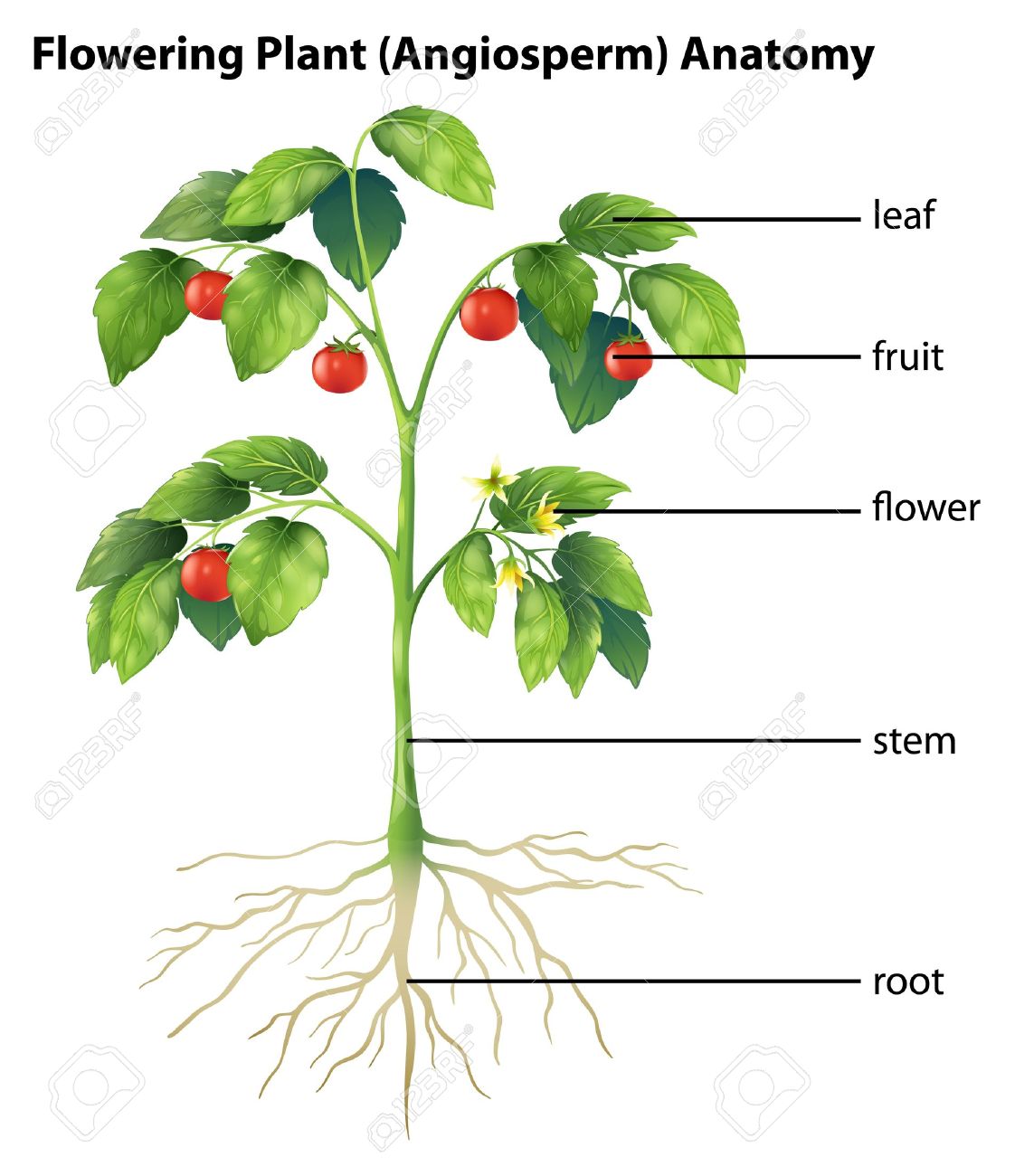 Featured image of post Parts Of A Tomato Plant