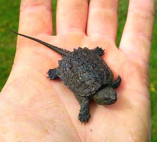 Featured image of post Pictures Of Baby Alligator Snapping Turtles