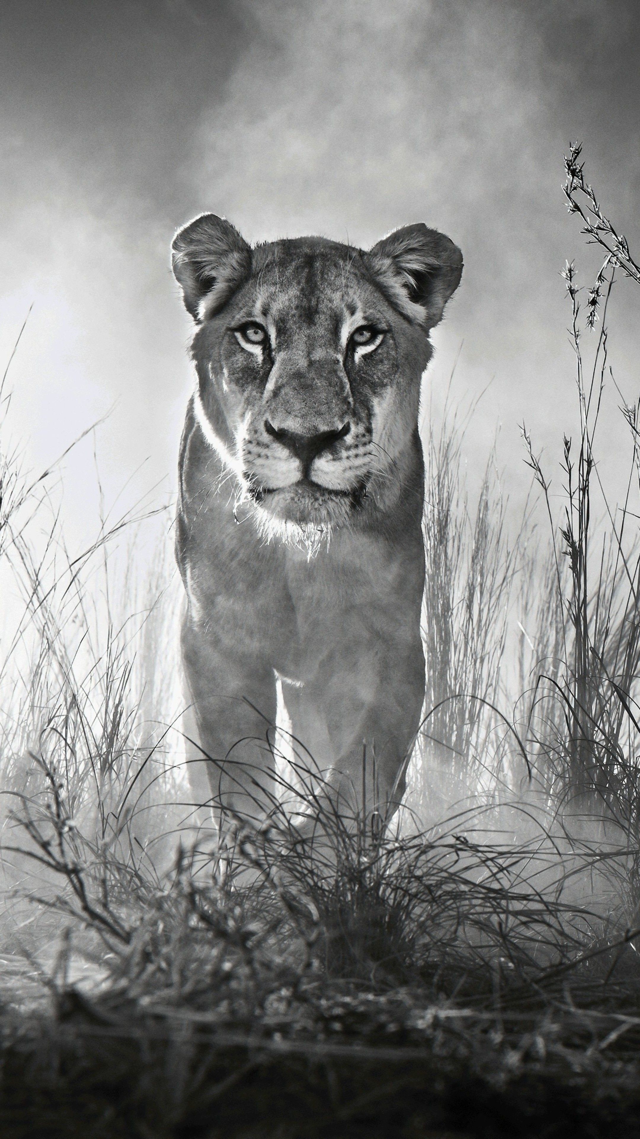 Featured image of post Portrait Black And White Animal Wallpaper