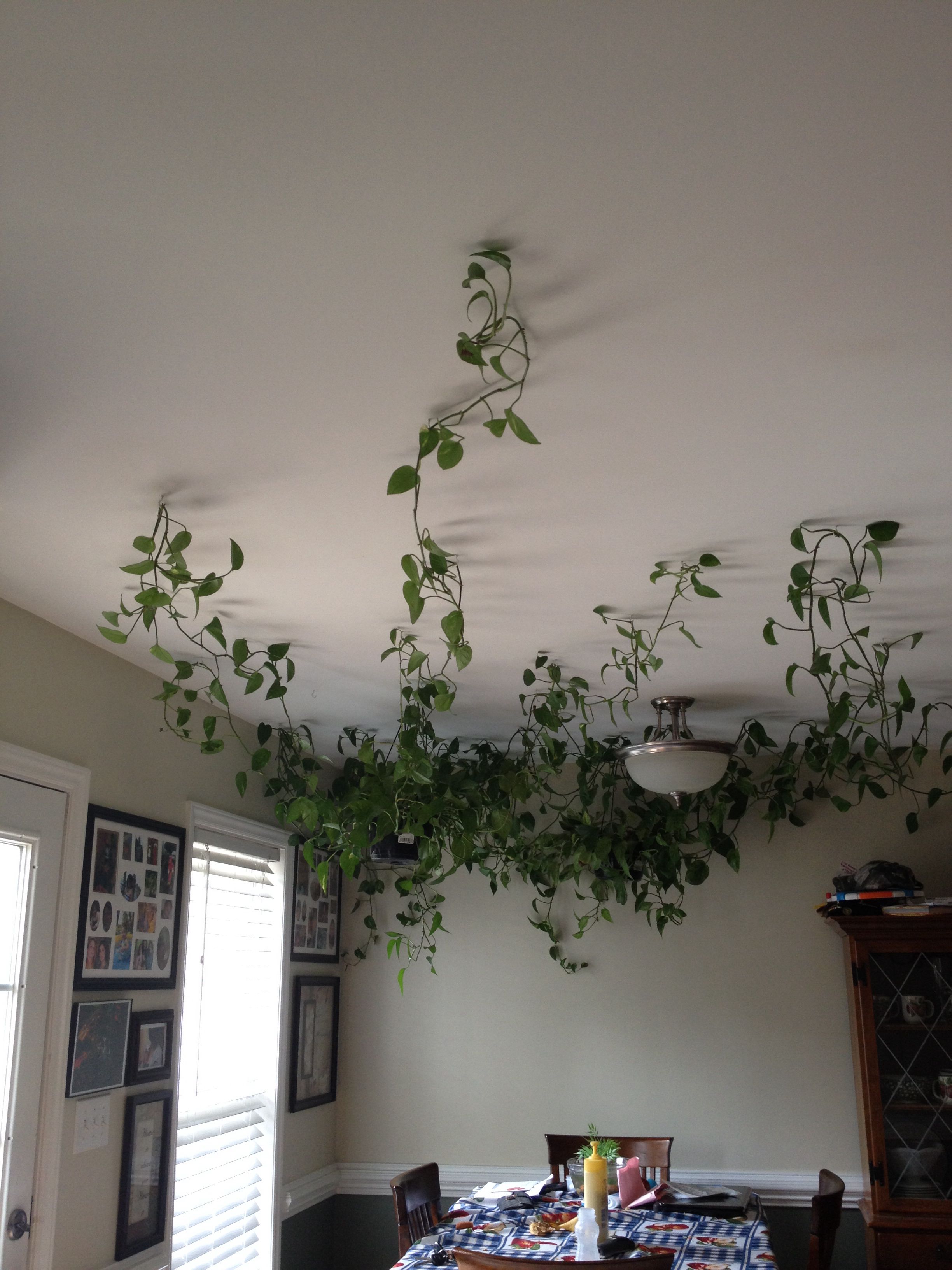 Featured image of post Vines For Room On Ceiling