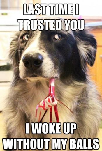 Featured image of post Where Are My Balls Dog Meme